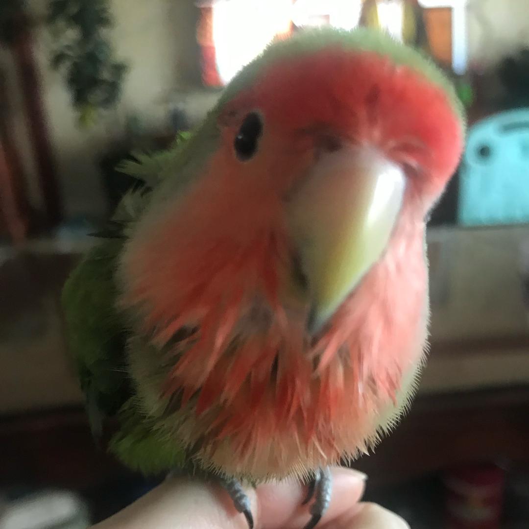 我不知道该怎么做只好一直尖叫