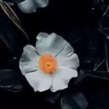 蛋糕哥