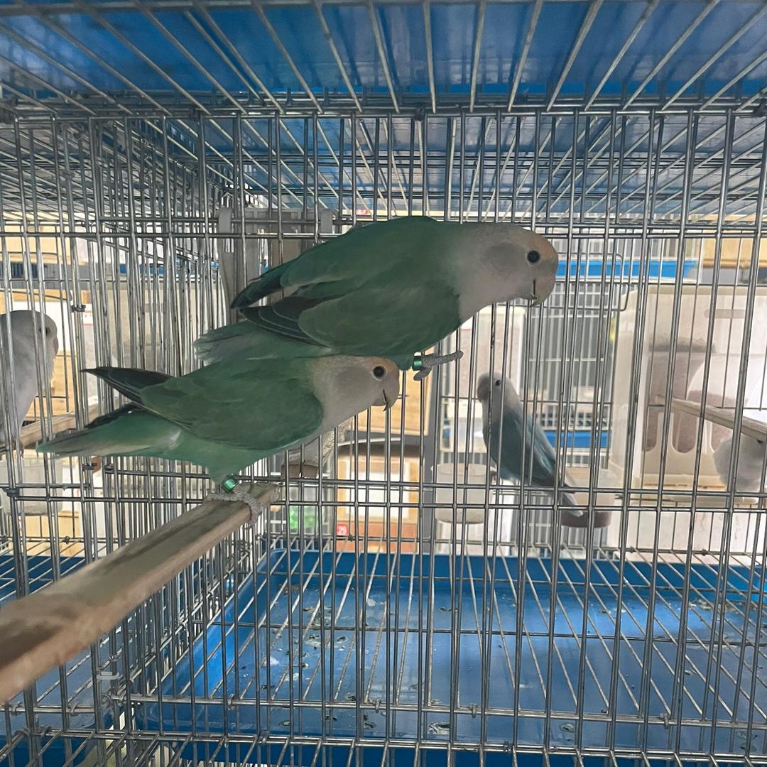 《冰点》精选鹦鹉养殖