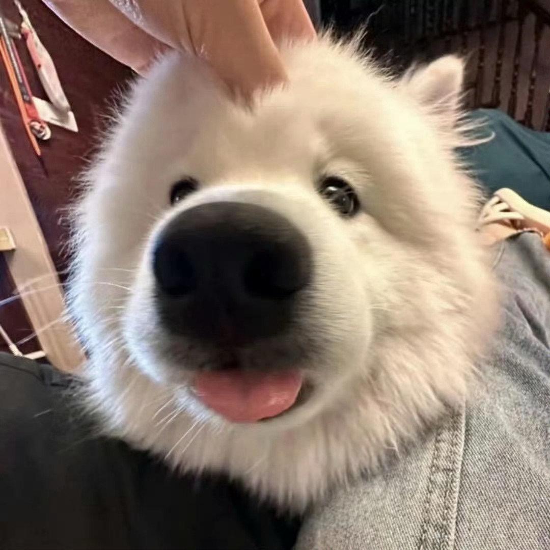 大馋丫头