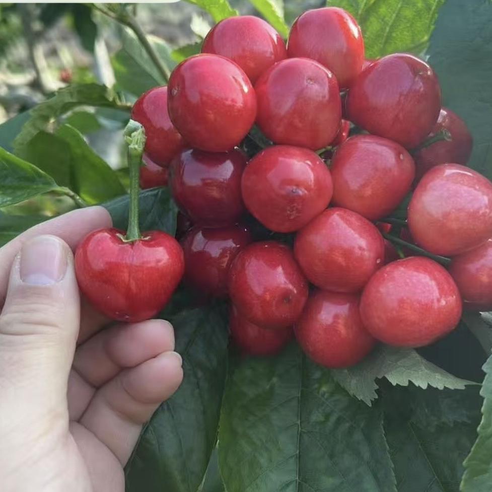 北纬39产地溯源