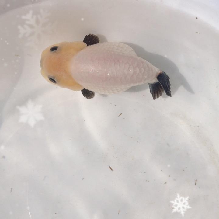 吉鱼祥水族