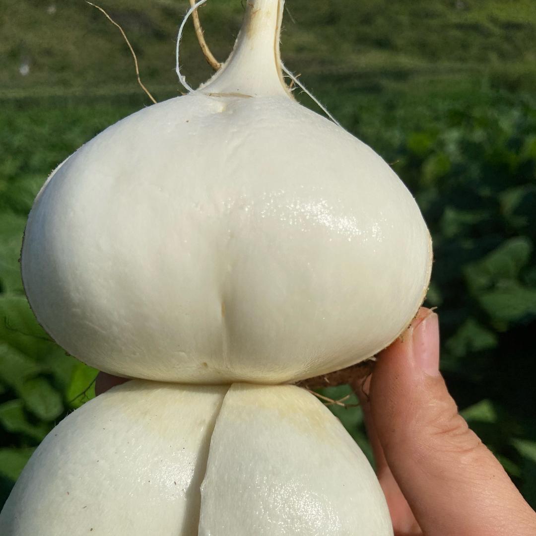 琴姐农鲜