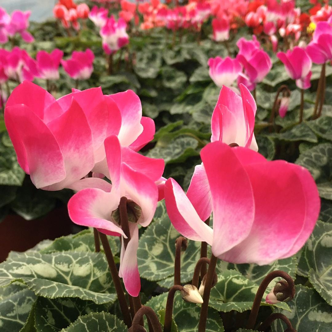 瑾瑜花园