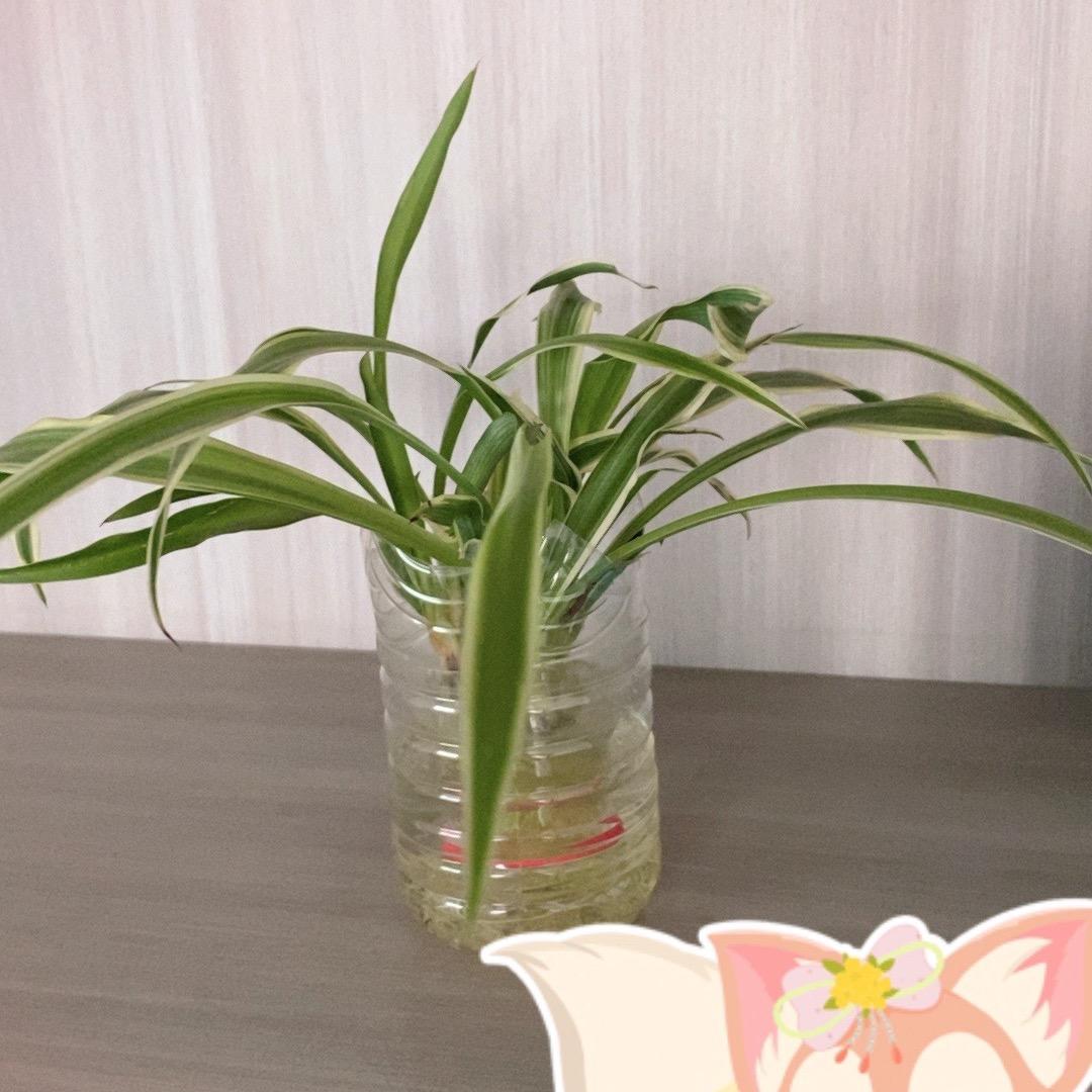 云中雾
