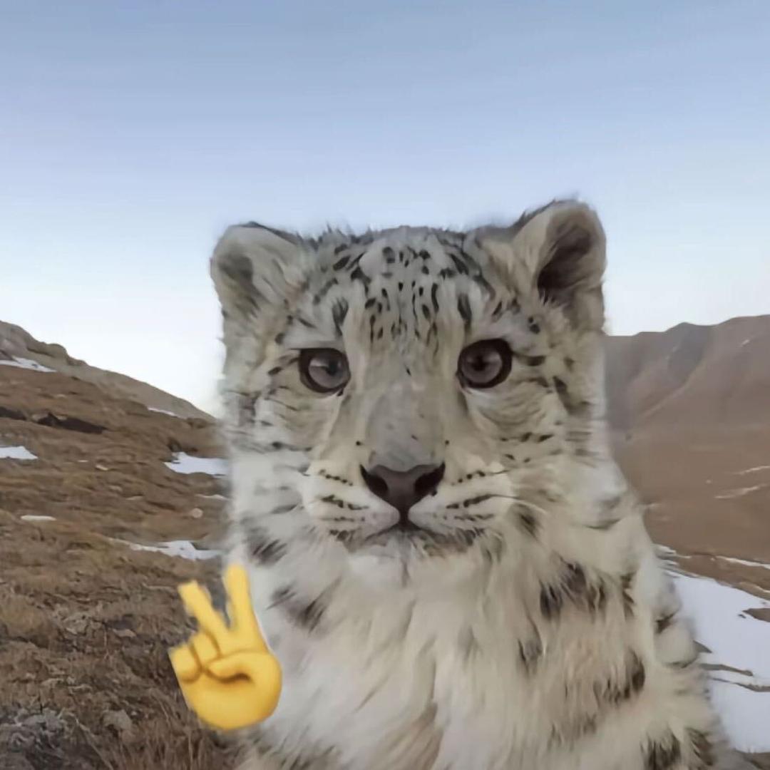 困困（三角洲行动）