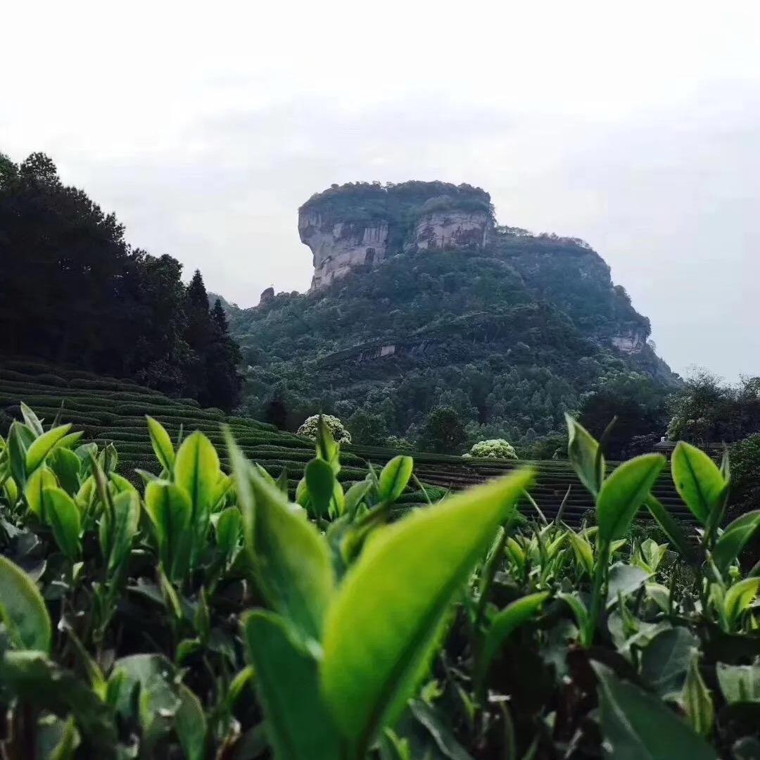 云见山茶叶