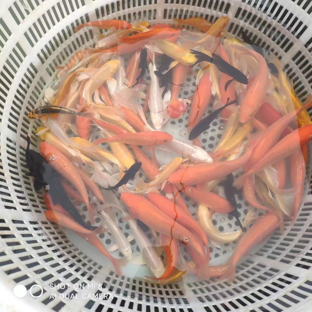 鱼之源2号