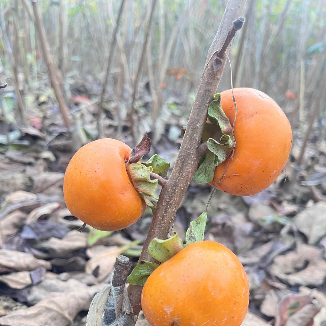 野夫子-野来香苗木