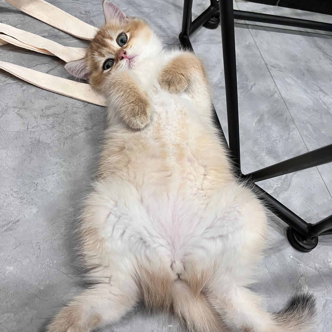 小林和板栗