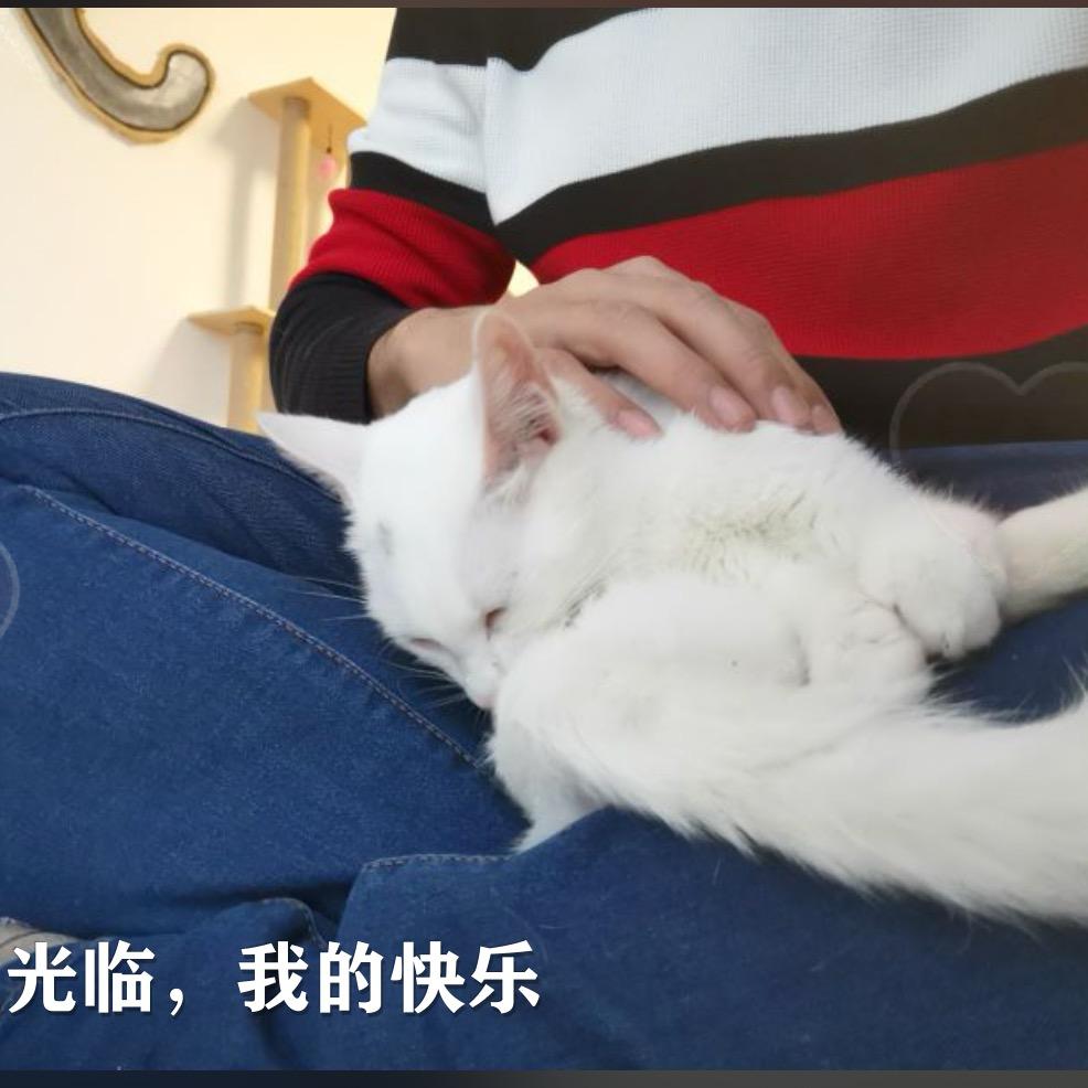 小饼干