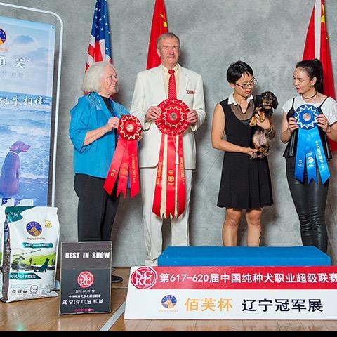 迷你长毛腊肠犬-丫头家犬舍