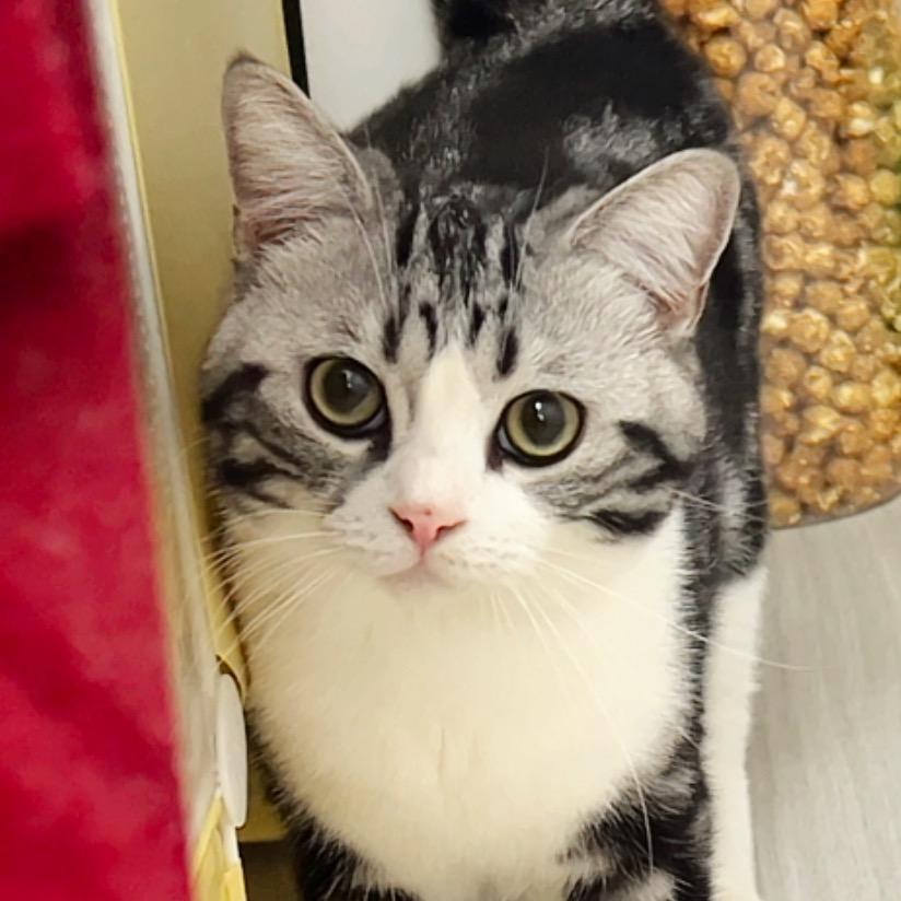 碎嘴🐈汤圆子