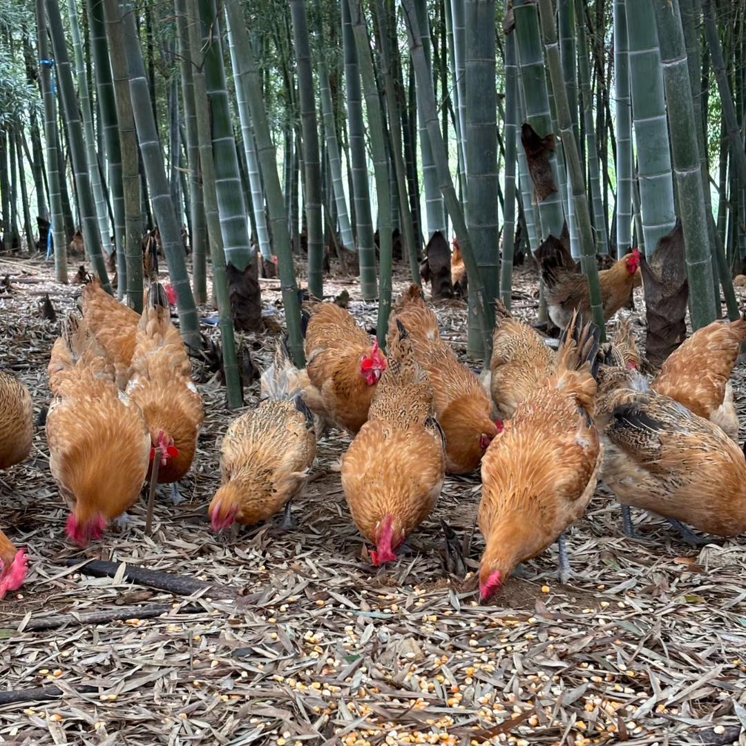 奶奶家的散养土鸡