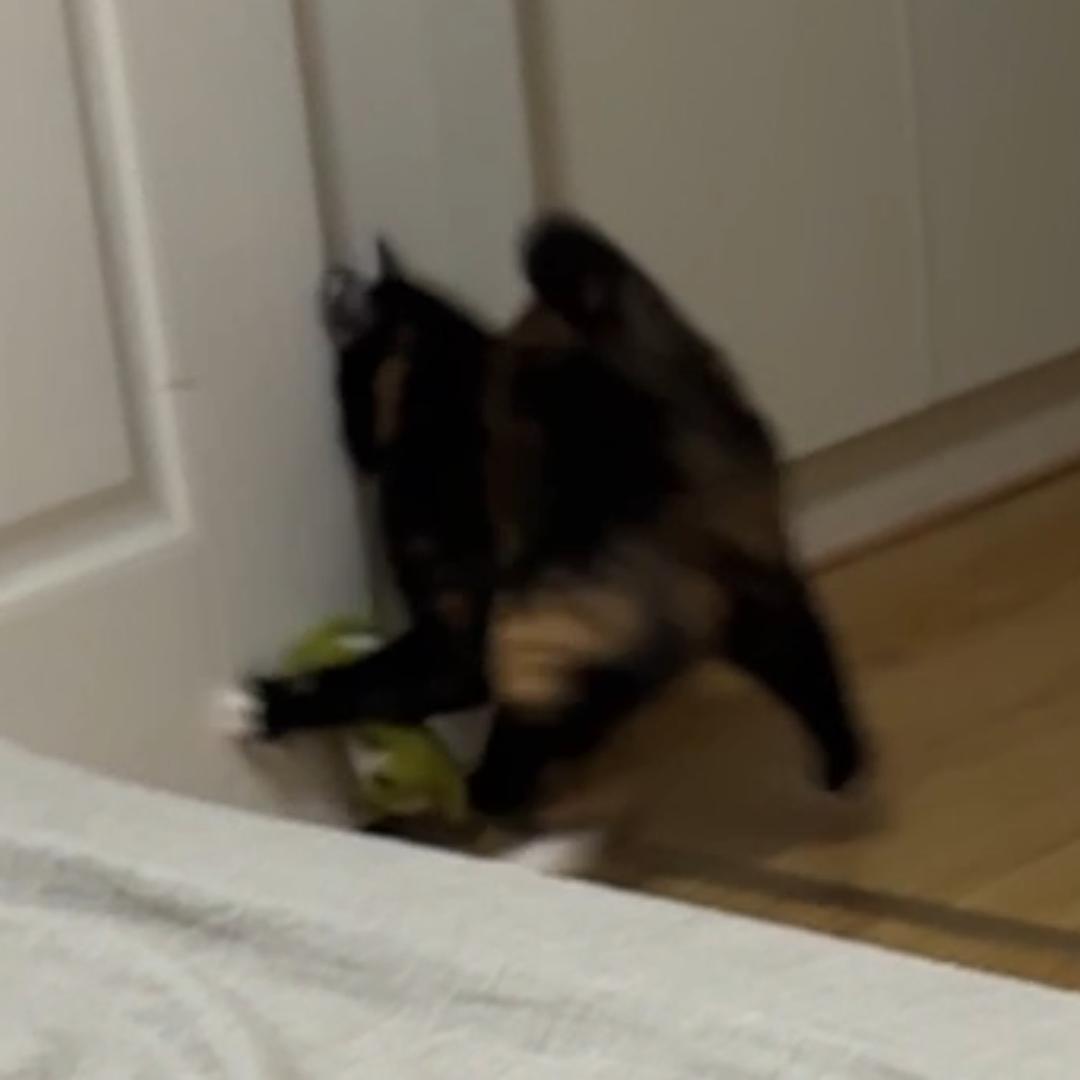 无人区焦糖汉堡