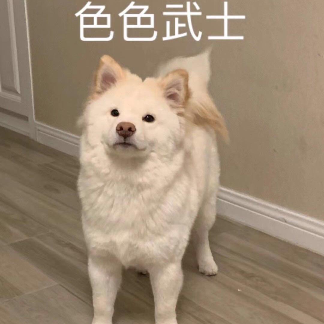 狗狗特摄屋