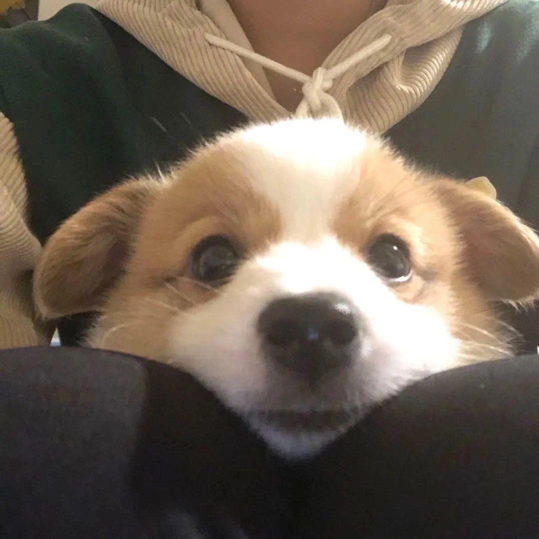 温藻羊
