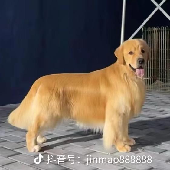 巴吉度宠物酒店