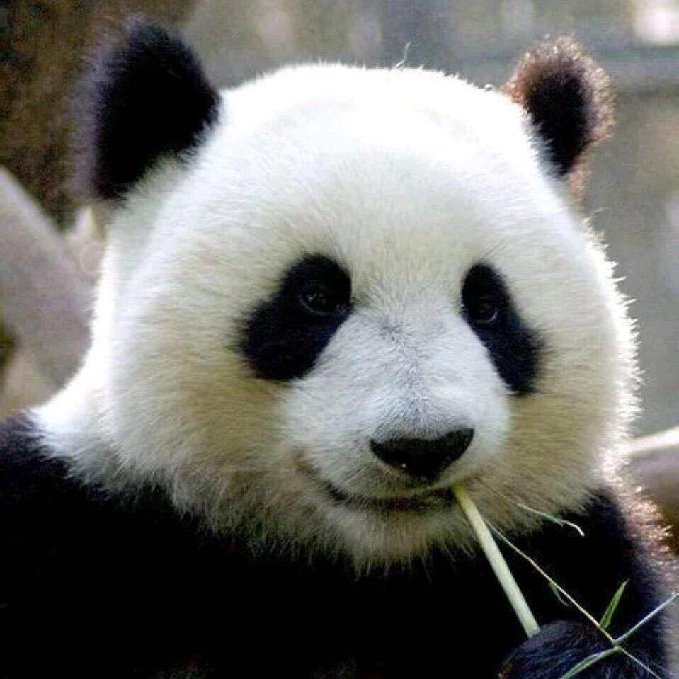 中發白