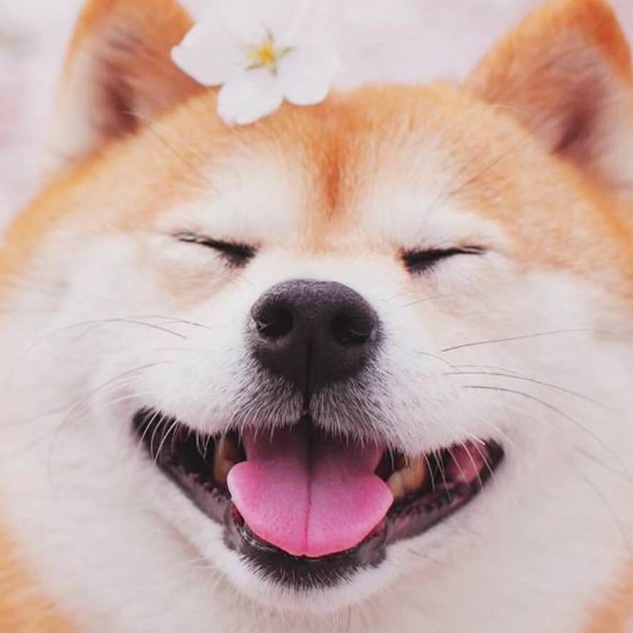 @猫狗情报局 小韩