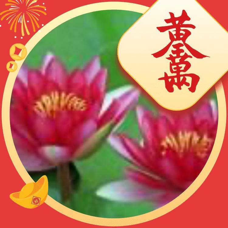 青荷红莲