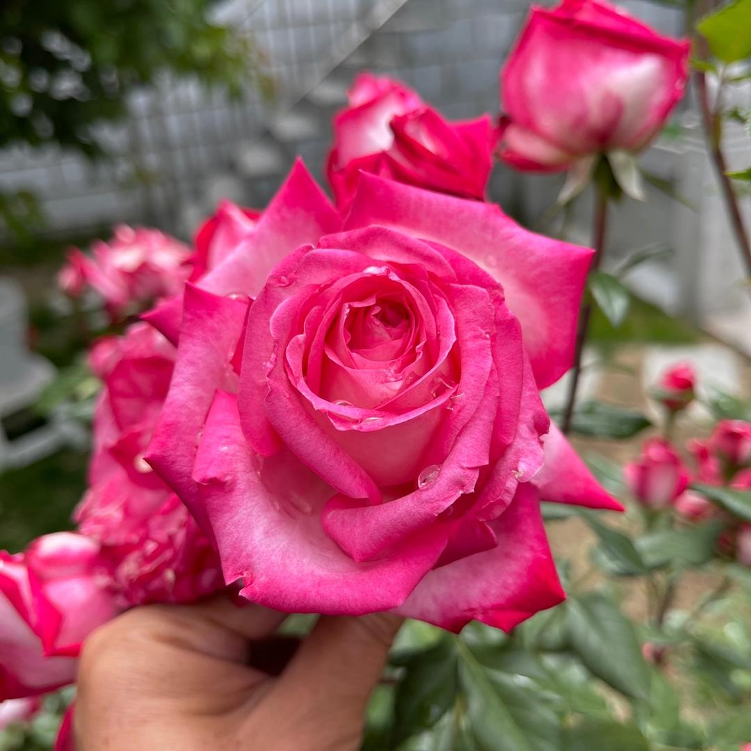 妮妮藏式百货店