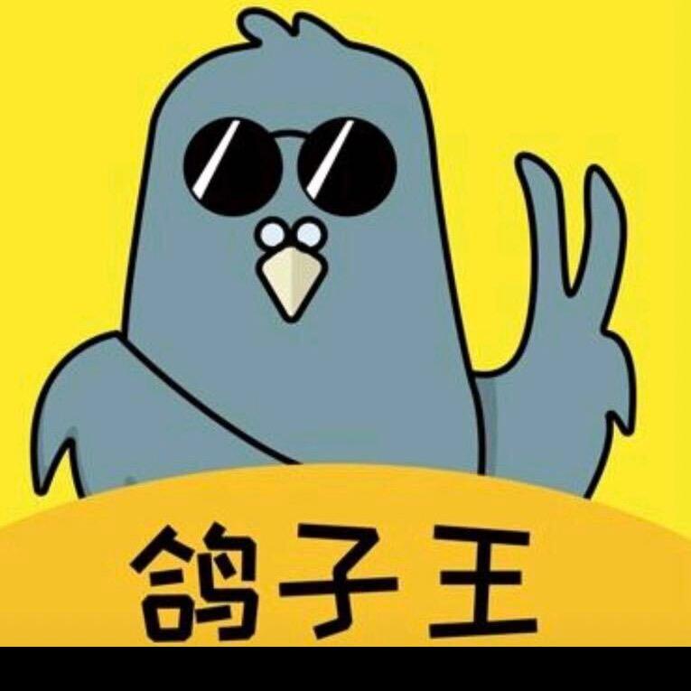 常熟小胜胜（家养鸽）