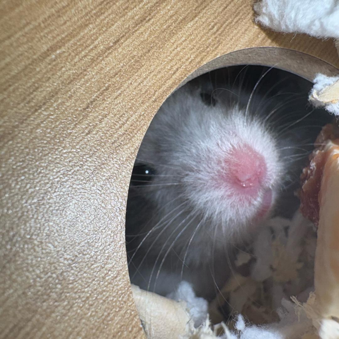 牛牛