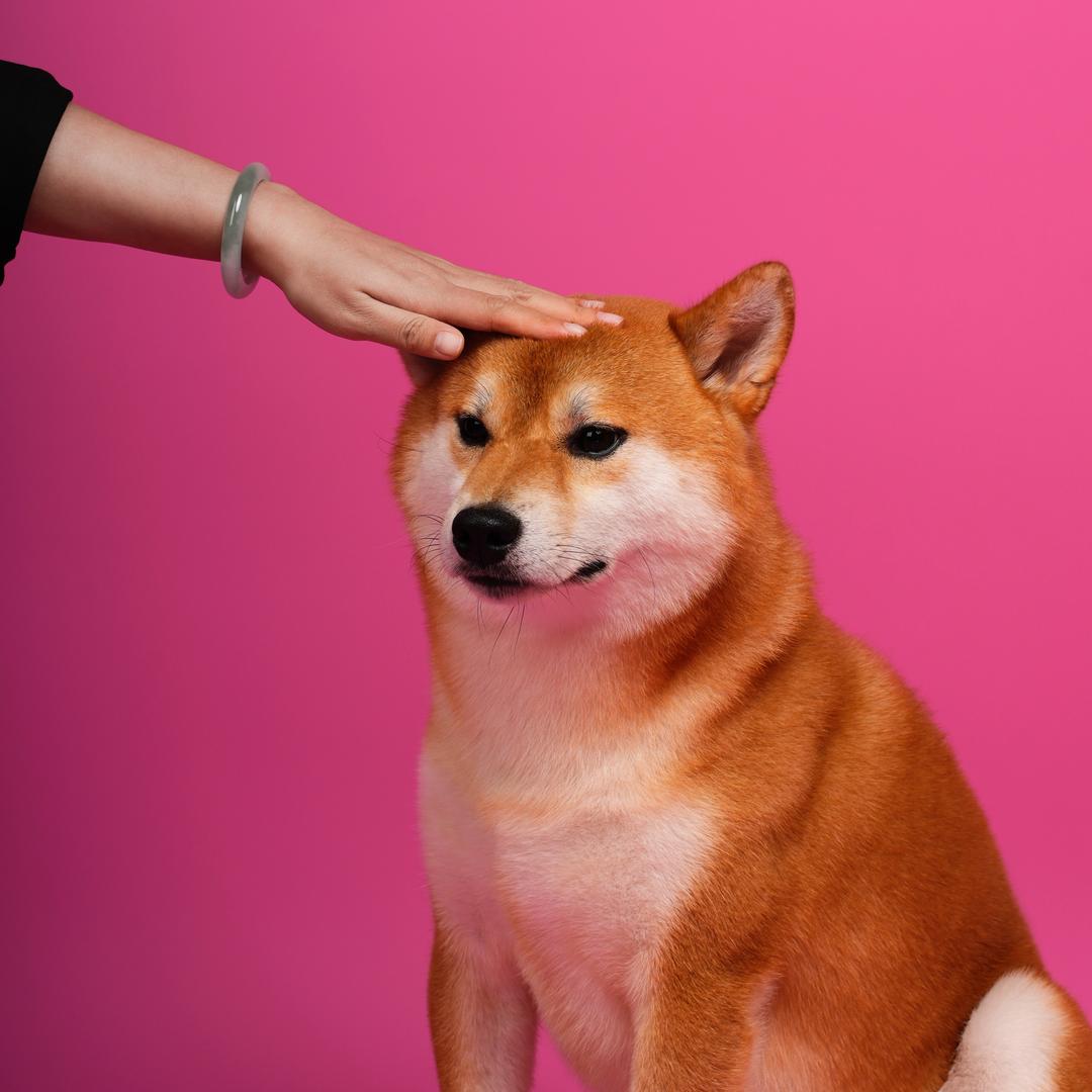 有财是只有才的柴