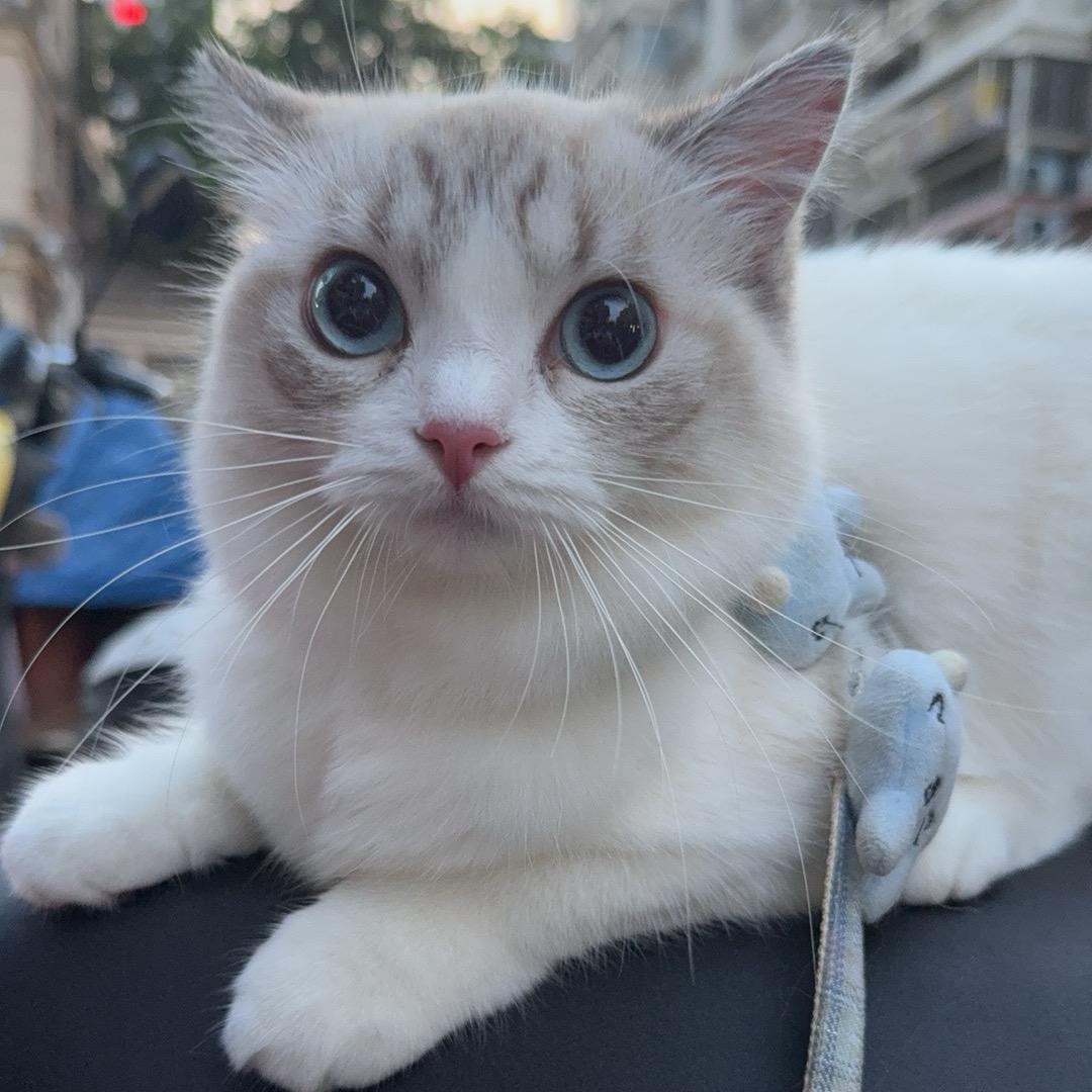 悲凉