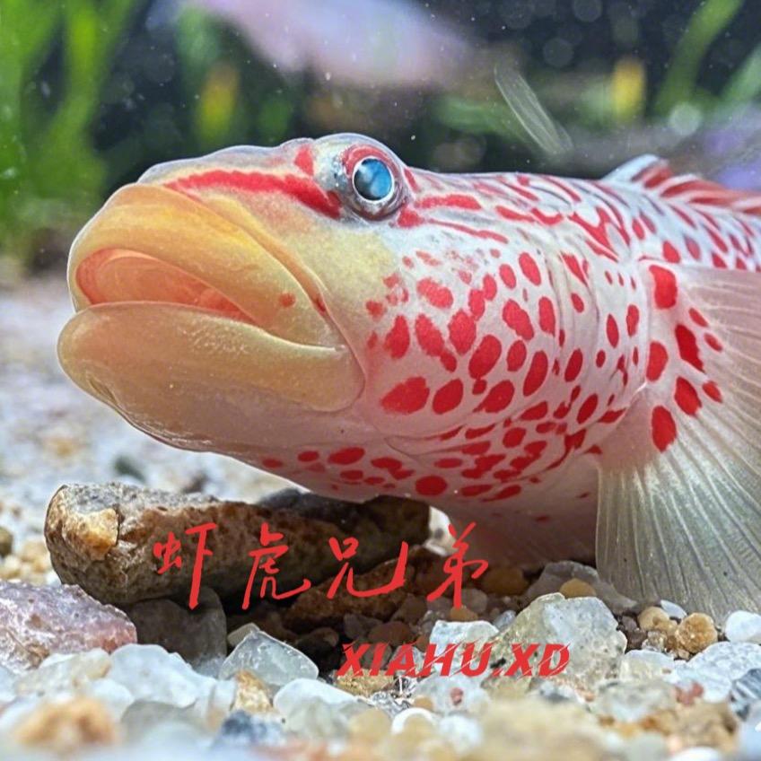 虾虎兄弟（原生鱼）