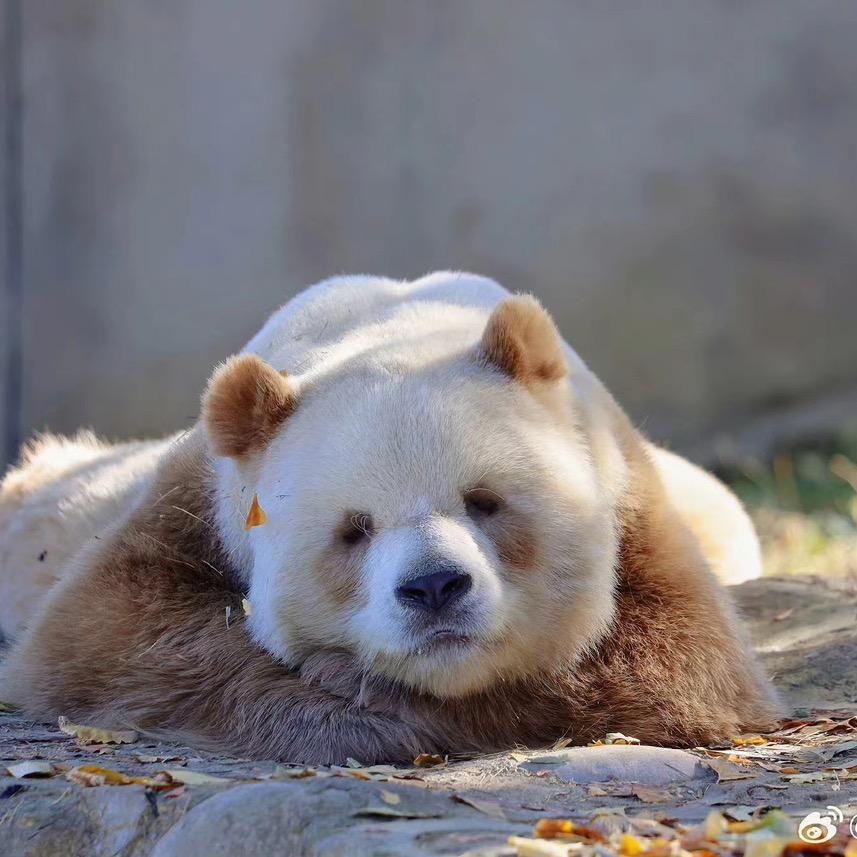 七仔🐼🐼