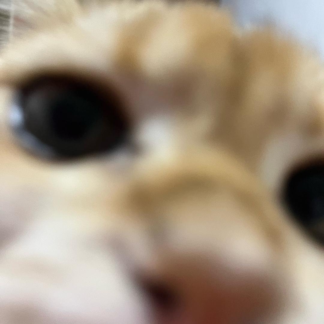 （…..）