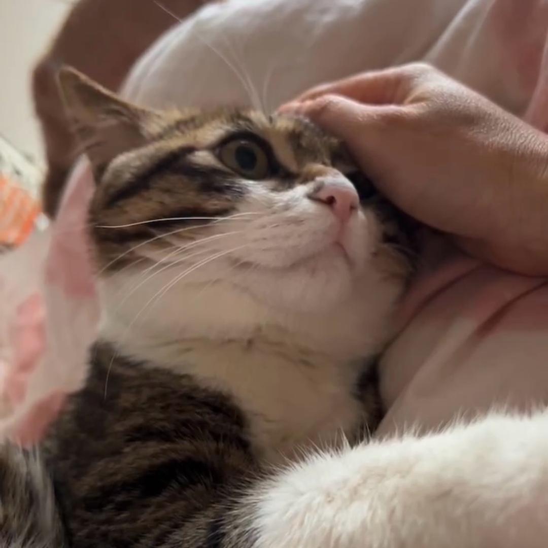 桃桃家的毛孩子