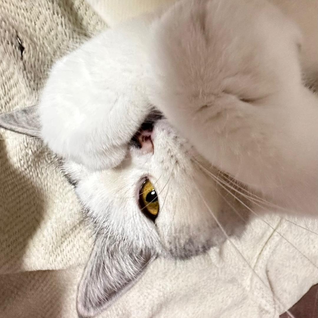 吨吨吃不饱