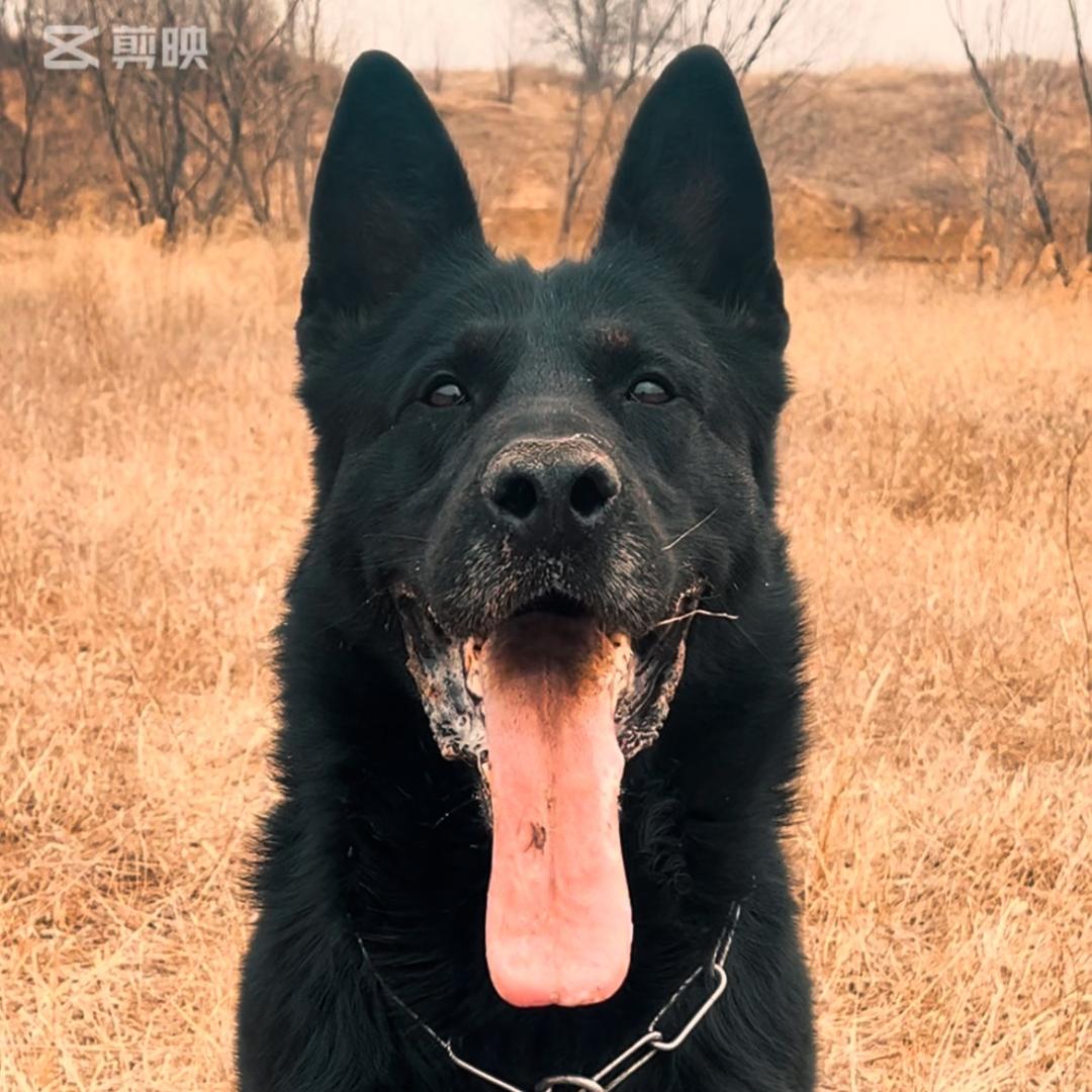 潍坊CSV阿飞东德牧羊犬