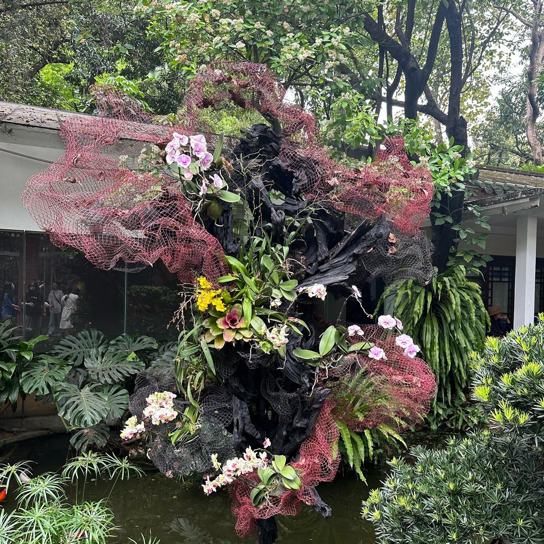 提子