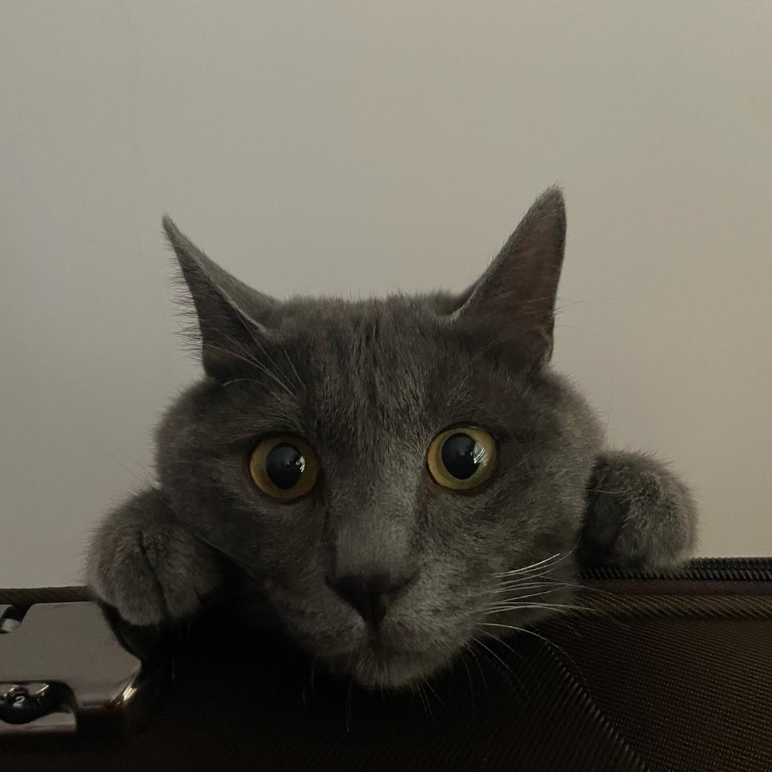 无畏契约 娱乐主播 Lovecc