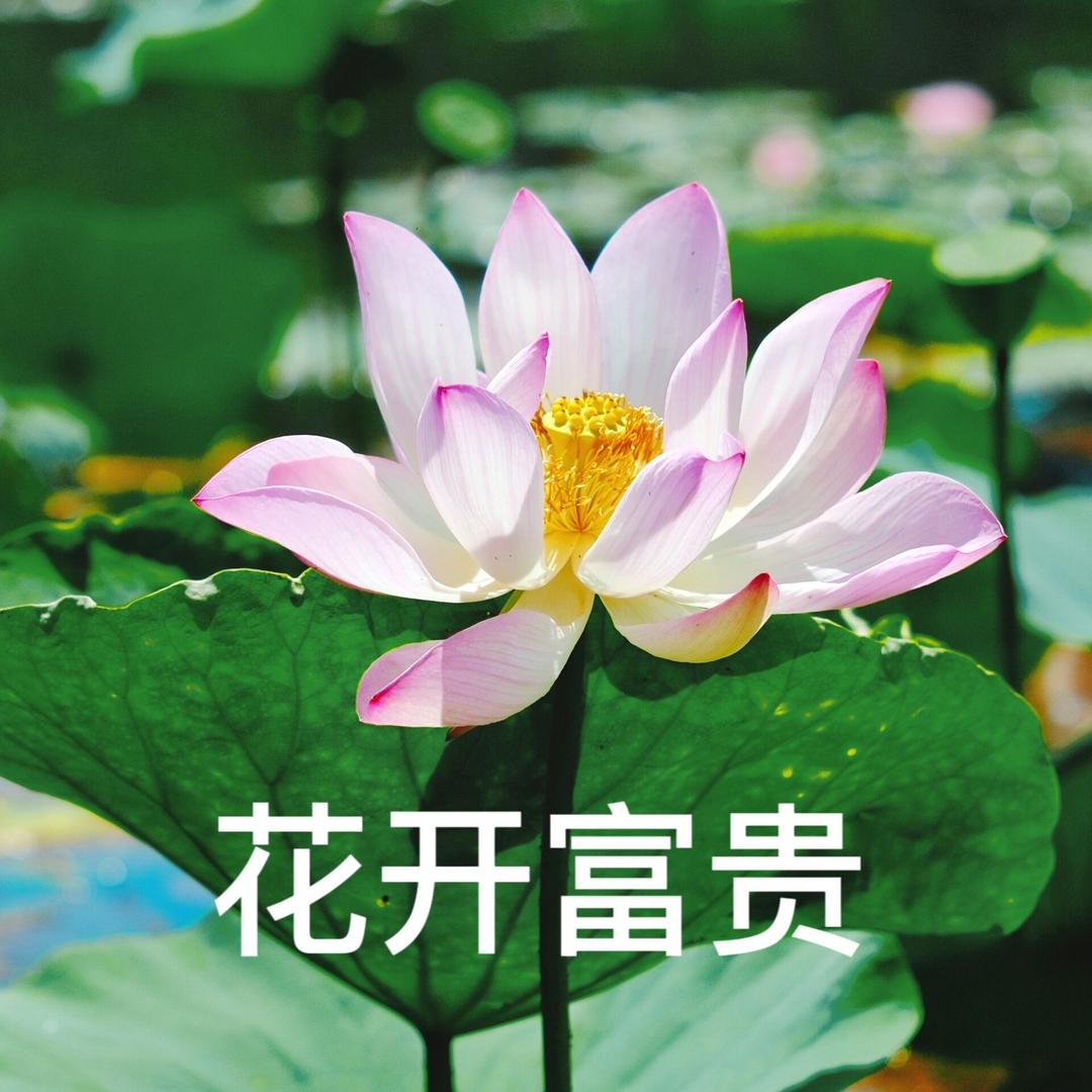 小荷
