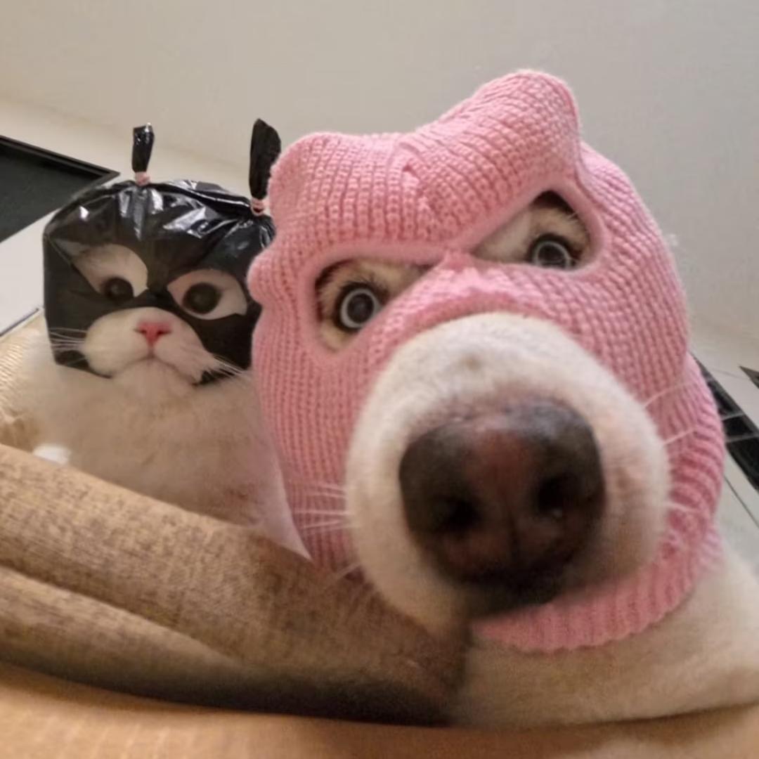 猪猪judy（关注必回）