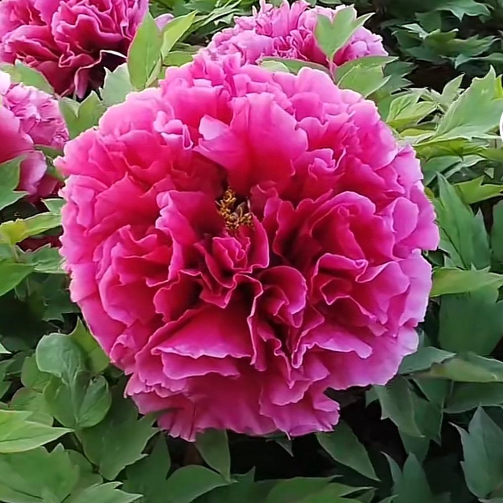 菏泽世博牡丹
