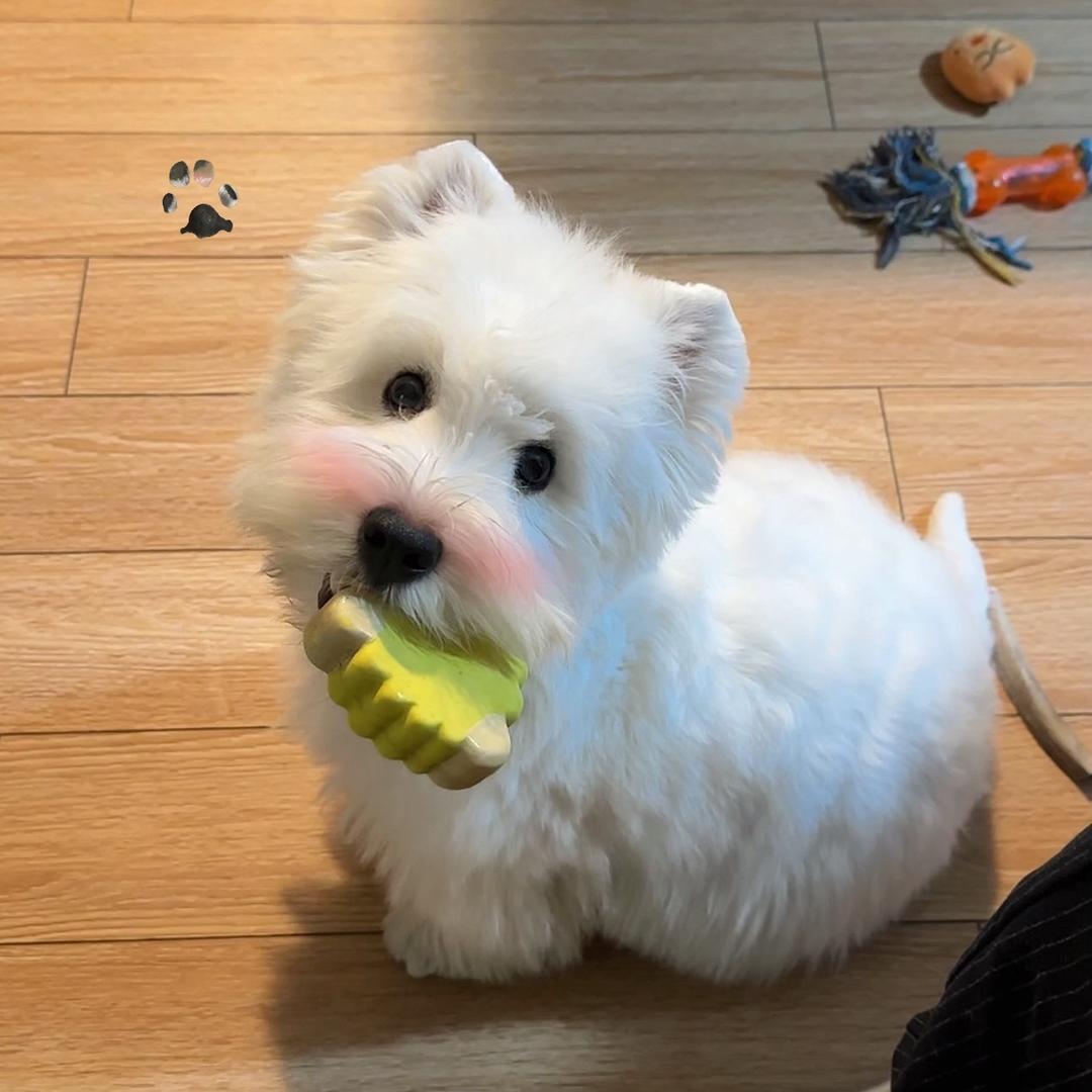 雪糕长不高@抖音