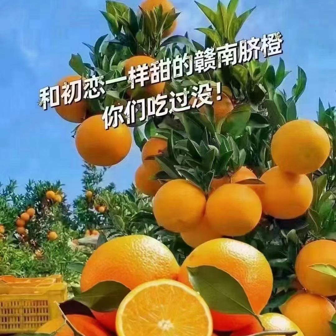 阳光橙子🍊
