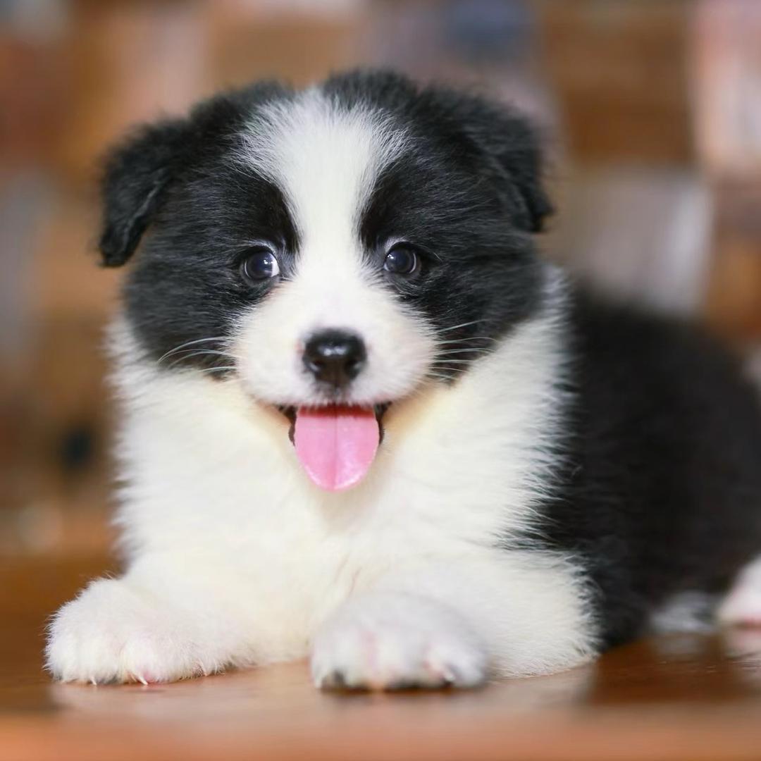 犬力以赴