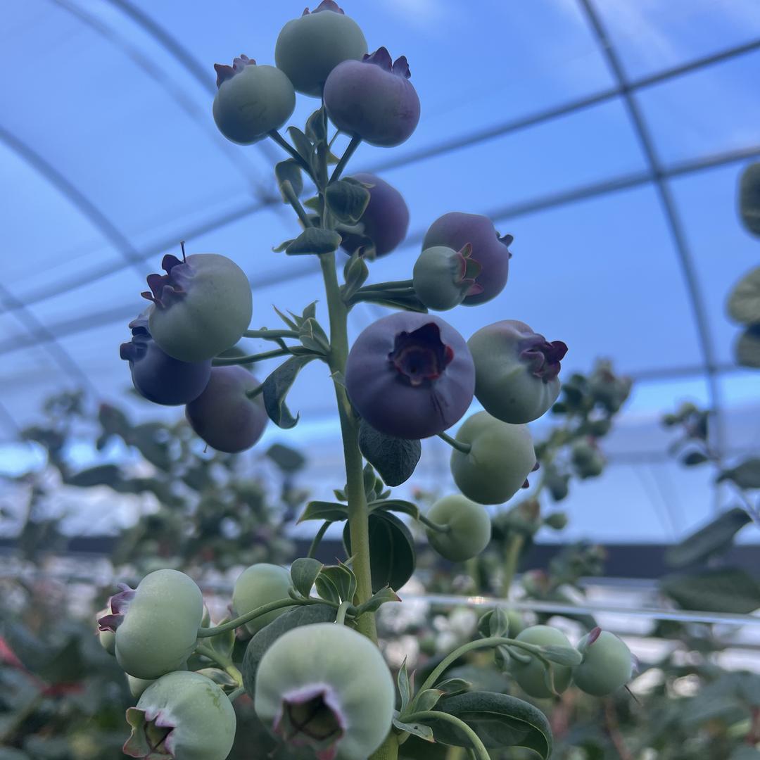 花小甜蓝莓