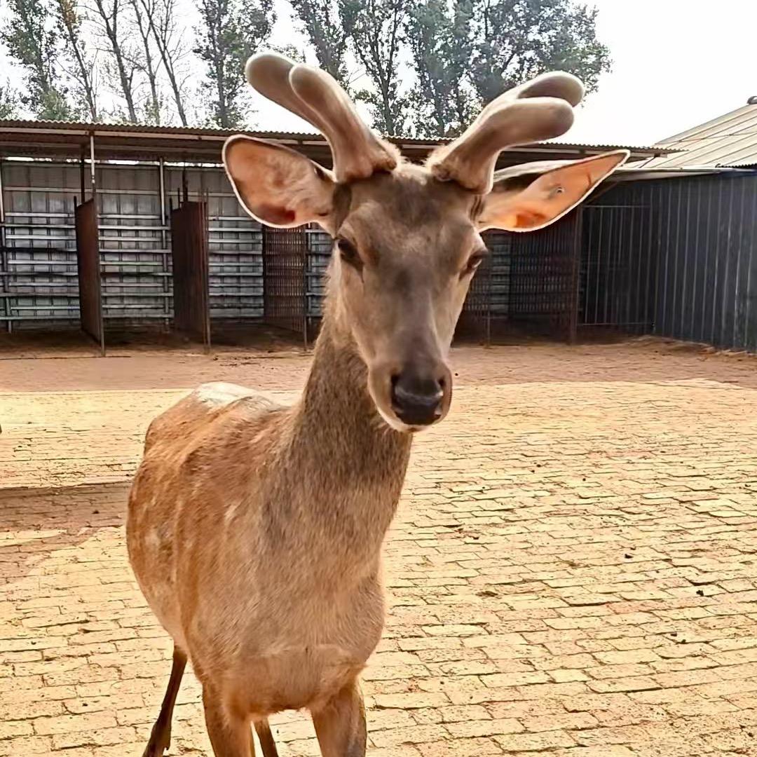 达康臻品参茸行