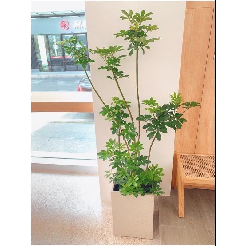 圣鸟园艺晚上9:30-23:30直播间见