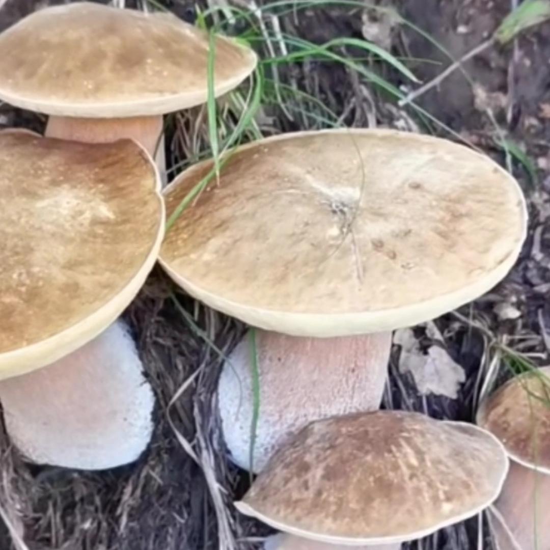 大山里的生活