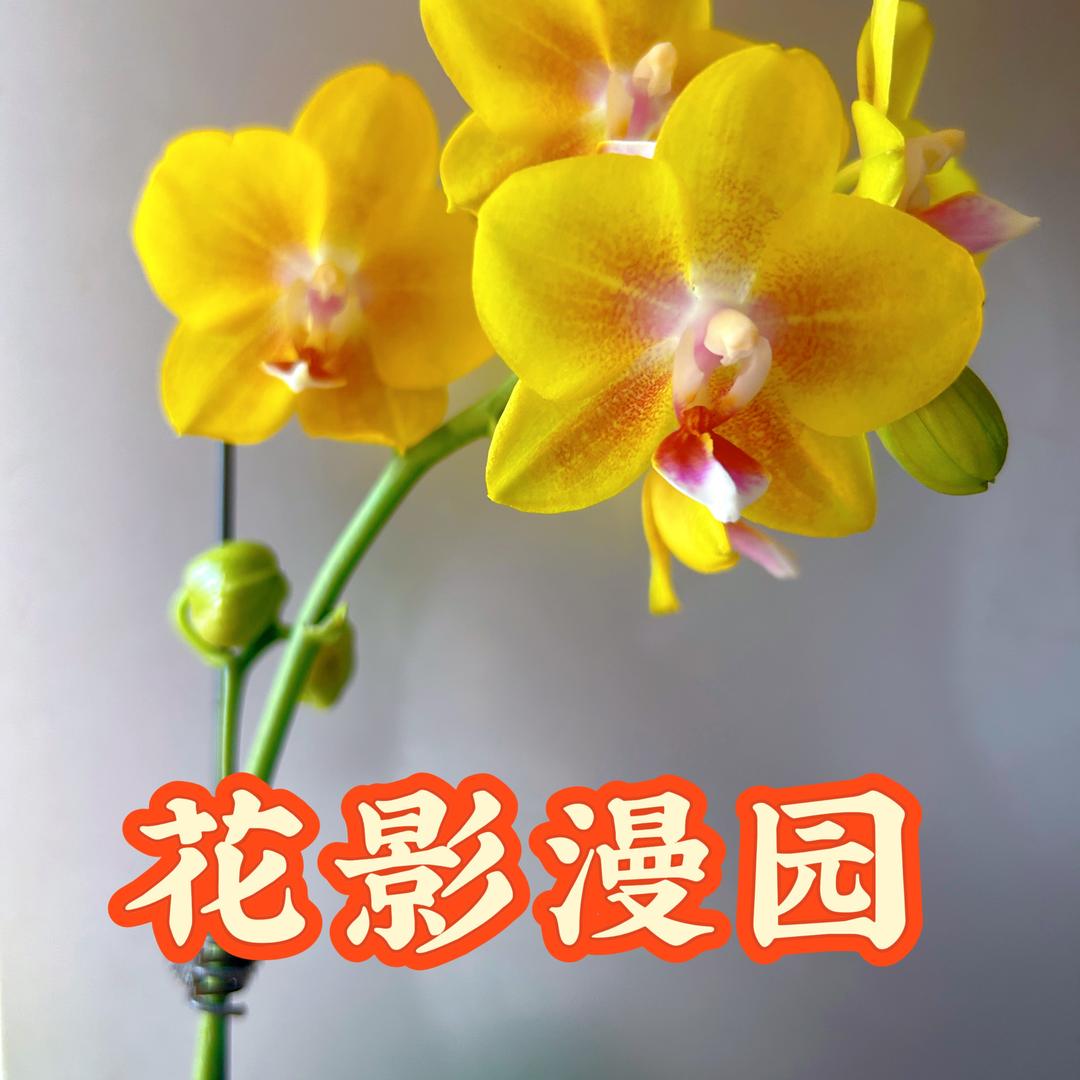 花影漫园