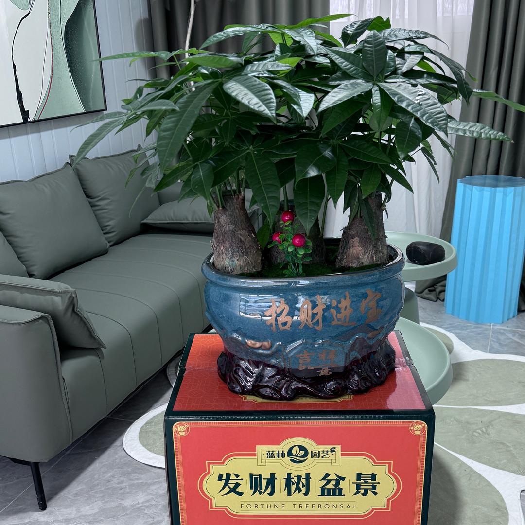 蓝林园艺发财树基地